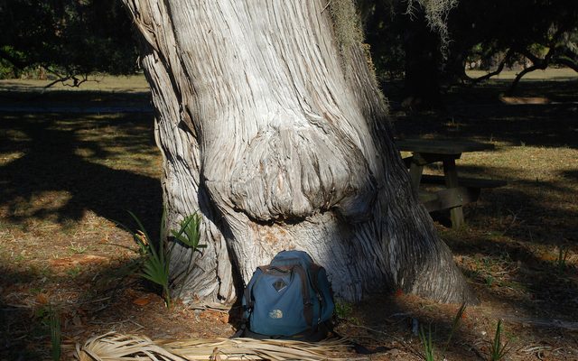Eastern Redcedar reference
