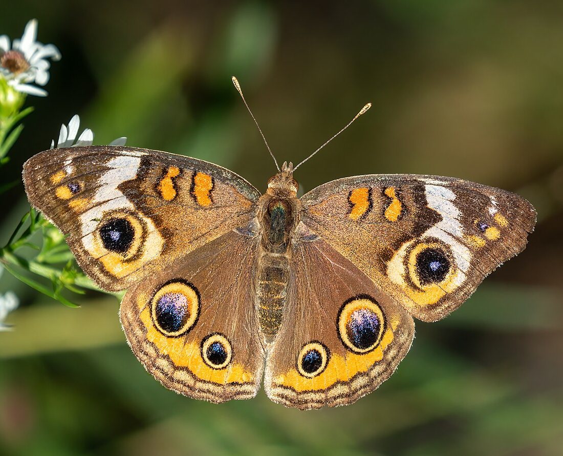 Common Buckeye reference