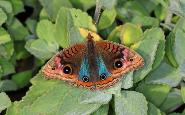 Mangrove Buckeye reference