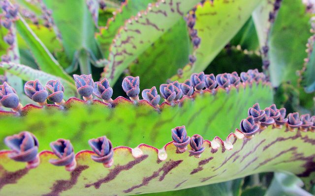 Mother of Thousands reference