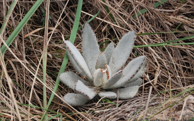 Panda Plant reference