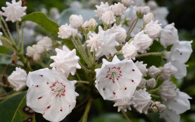Mountain Laurel reference