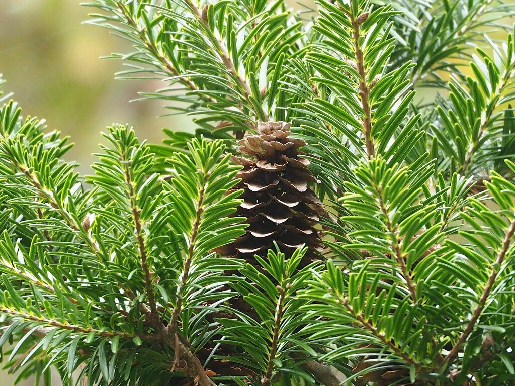 Taiwan Keteleeria reference