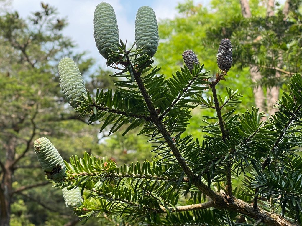 Fortune's Keteleeria reference