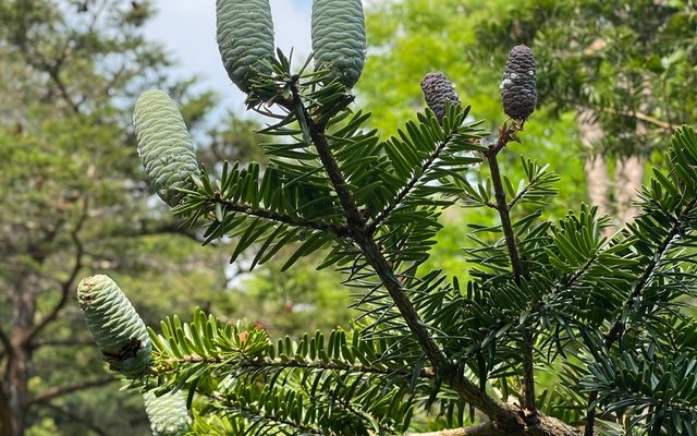 Fortune's Keteleeria reference