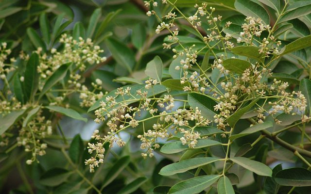 African Mahogany reference