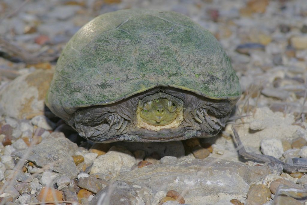 Yellow Mud Turtle reference