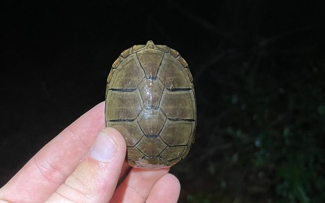 Eastern Mud Turtle reference