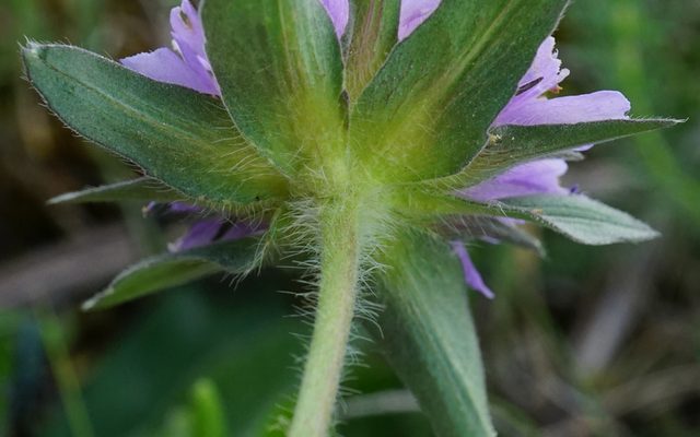 Field Scabious reference