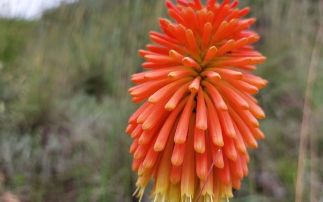 Common Torch Lily reference