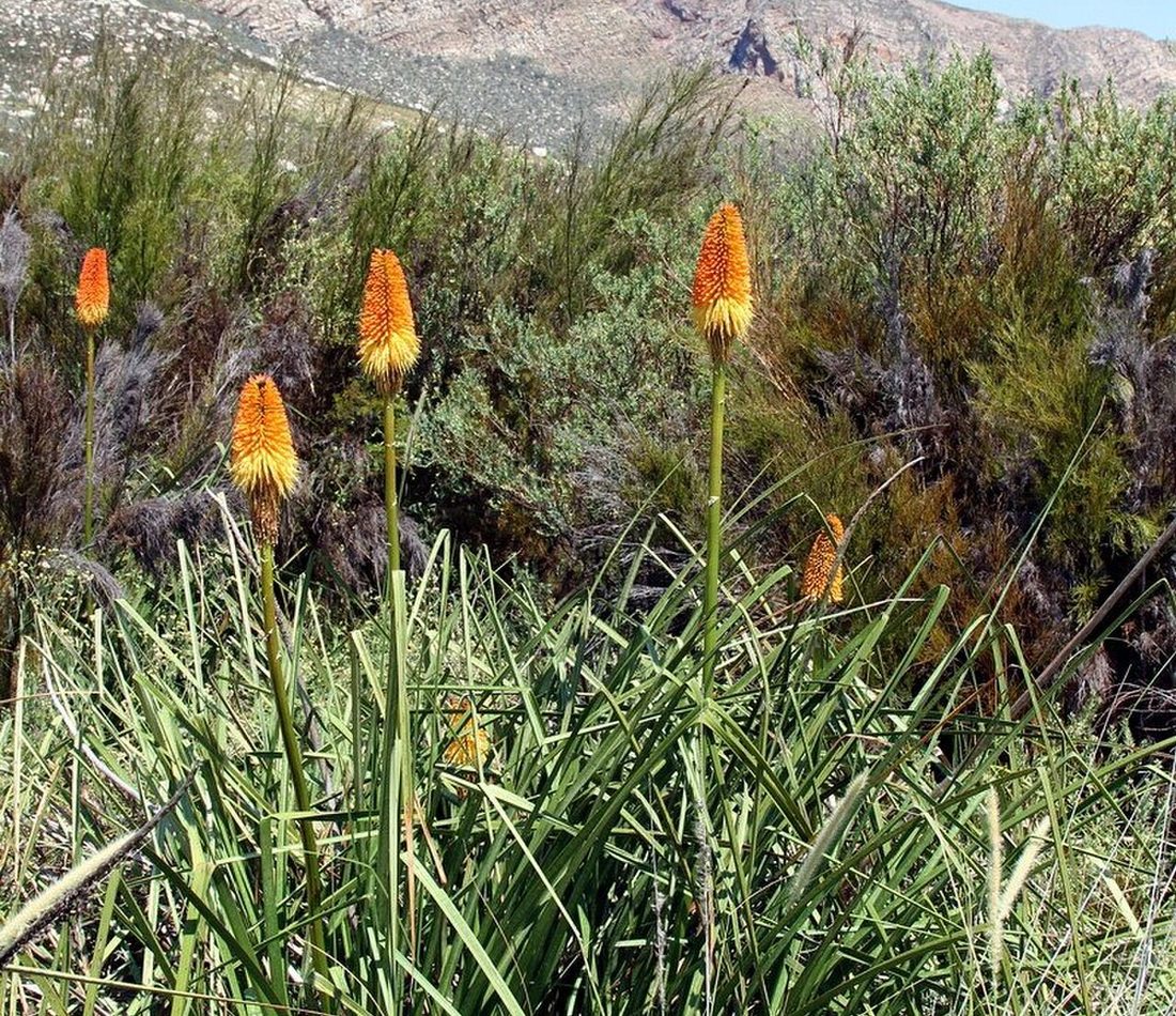 Kniphofia princeae reference