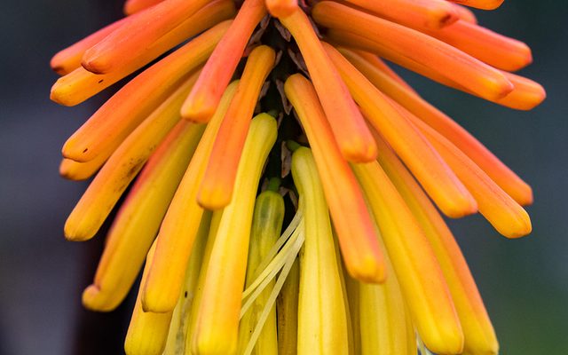 Red Hot Poker reference