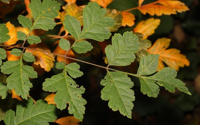 Goldenrain Tree reference