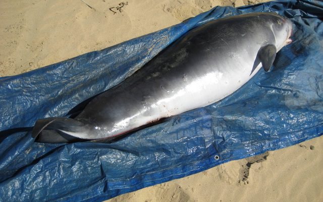 Pygmy Sperm Whale reference