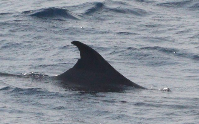 Dwarf Sperm Whale reference