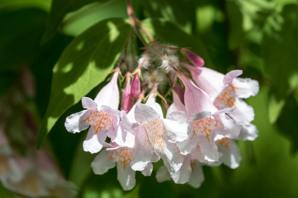 Beauty Bush reference
