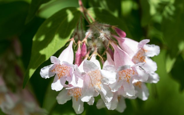 Beautybush reference