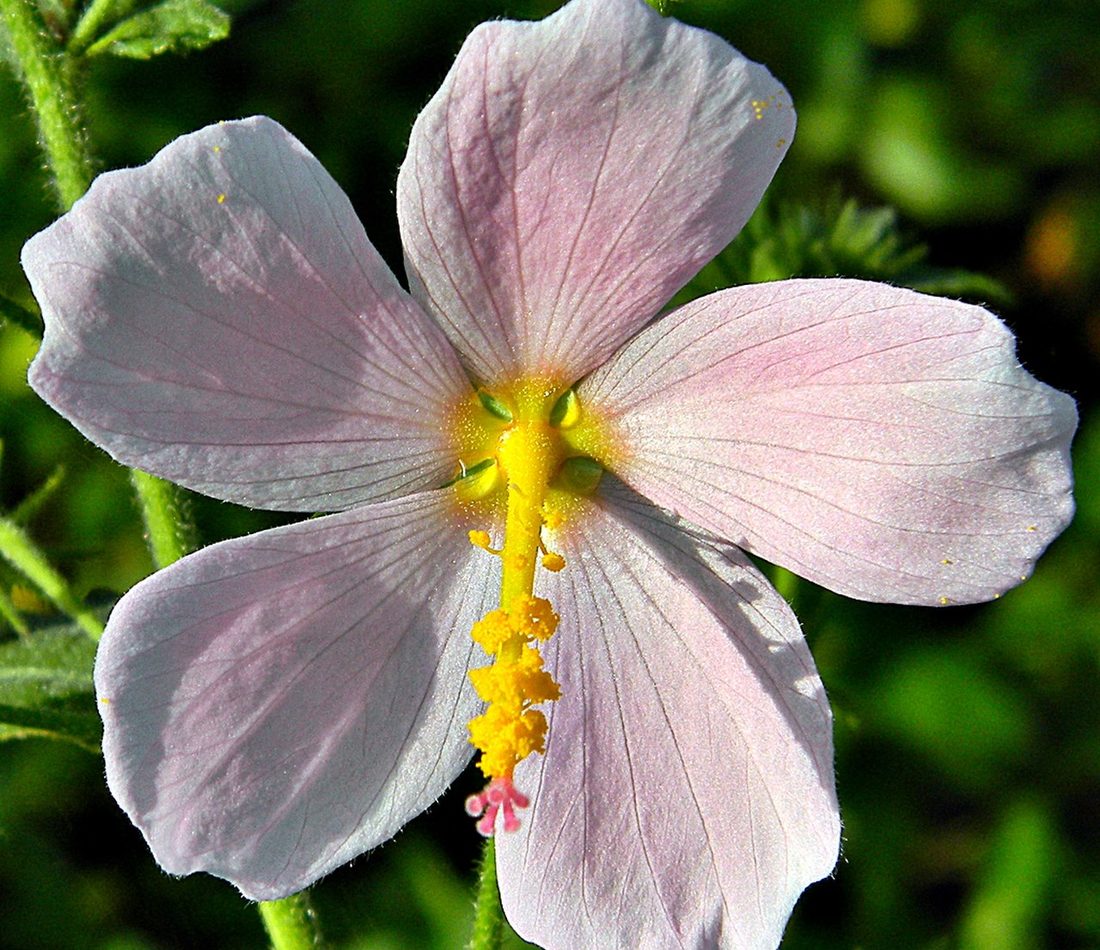 Saltmarsh mallow reference