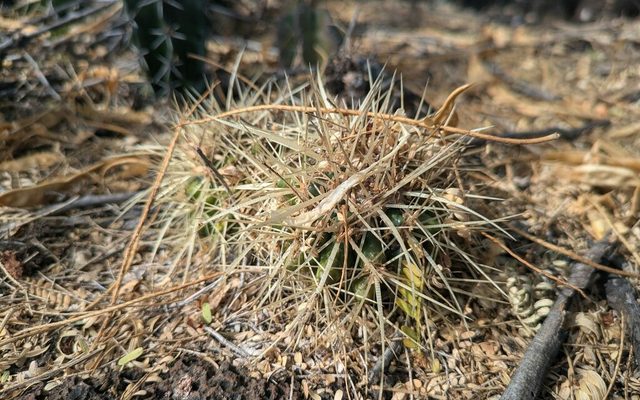 Golden Barrel Cactus reference