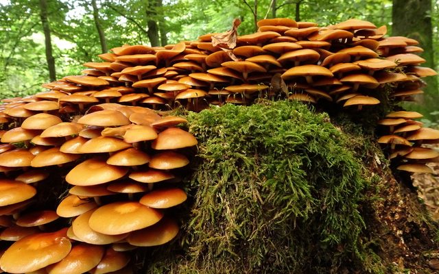 Sheathed Woodtuft reference