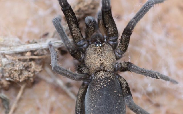 Arizona Black Hole Spider reference
