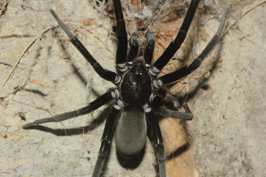 Kukulcania hibernalis reference