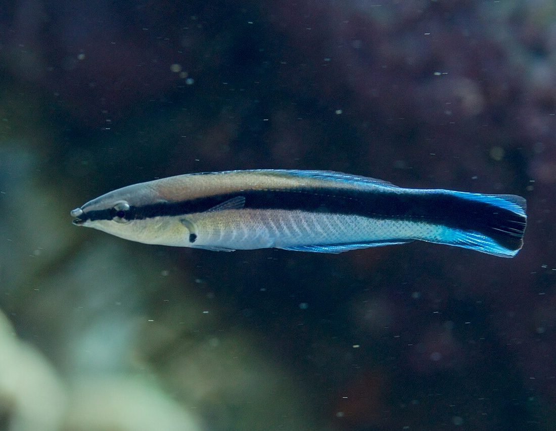 Bluestreak Cleaner Wrasse reference