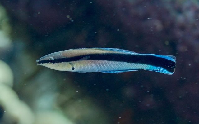 Bluestreak Cleaner Wrasse reference