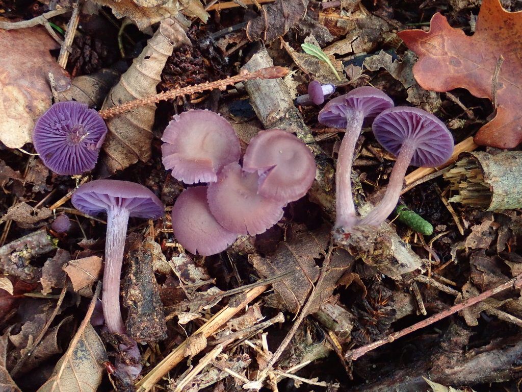 Amethyst Deceiver reference