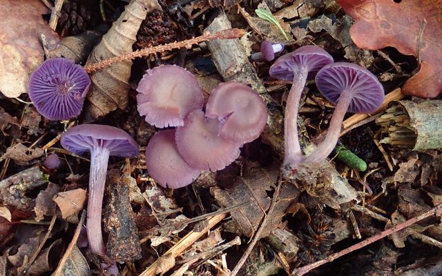 Amethyst Deceiver reference