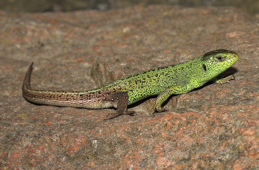 Sand Lizard reference