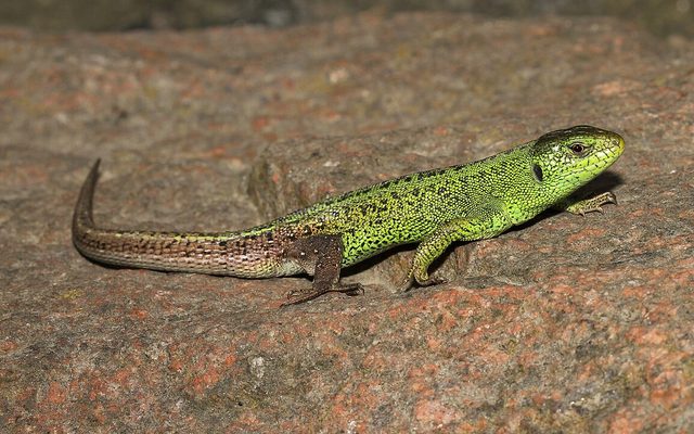 Sand Lizard reference