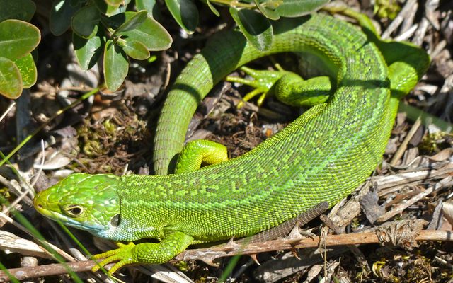 Western Green Lizard reference