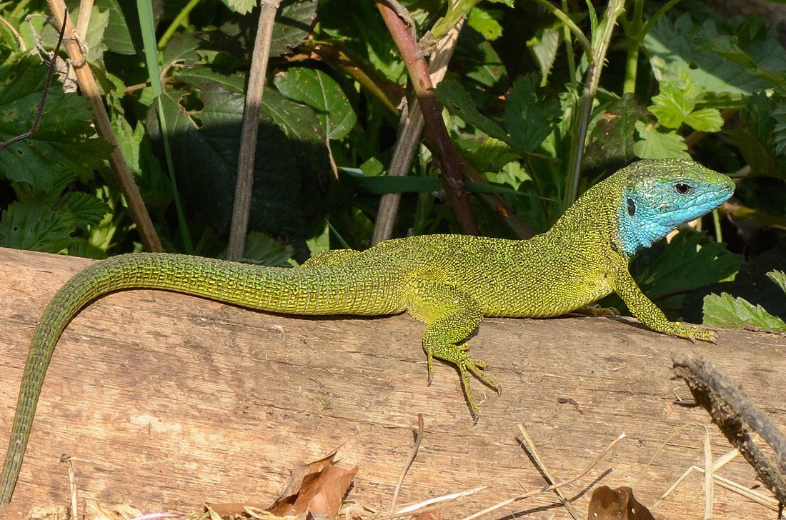 European Green Lizard reference