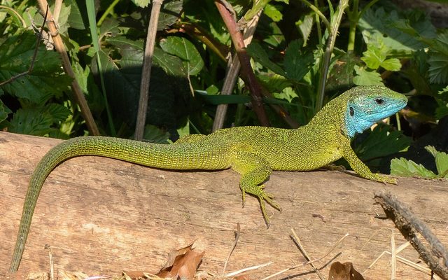 European Green Lizard reference