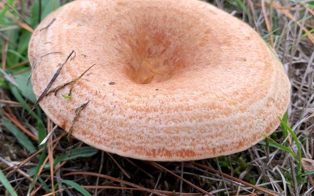 Saffron Milkcap reference