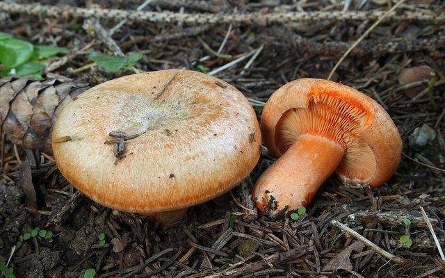 False Saffron Milkcap reference