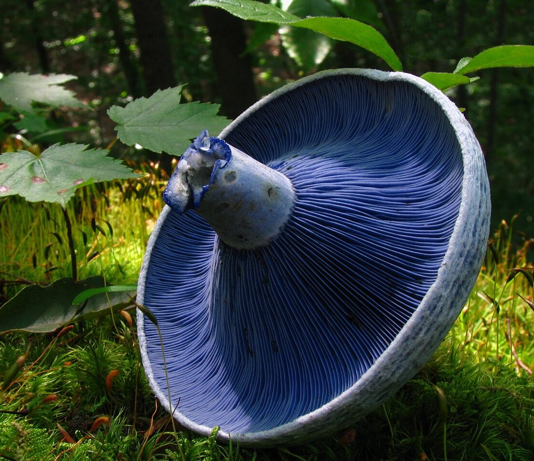 indigo milk cap reference