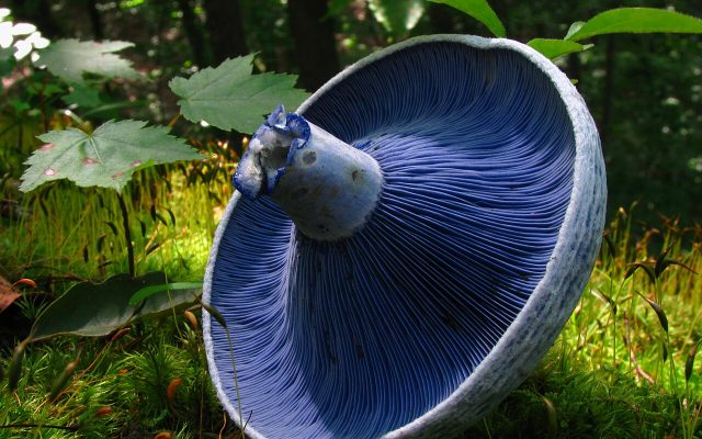 Indigo Milk Cap reference