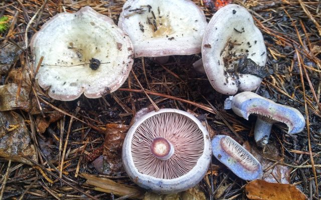 Silver-blue Milk Cap reference