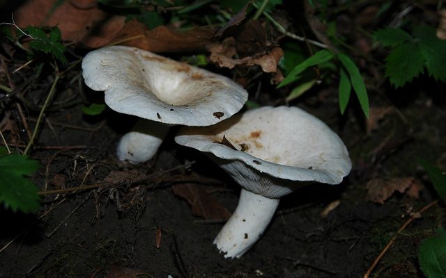 Peppery Milkcap reference