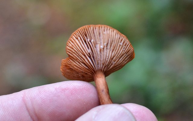 Candy Cap reference