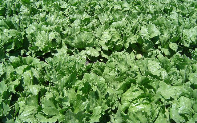 Garden Lettuce reference