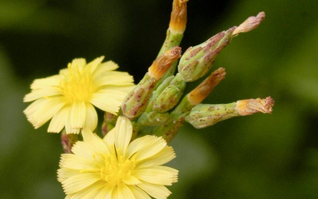 Prickly Lettuce reference