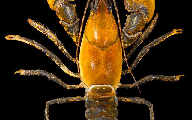 Devil Crayfish reference