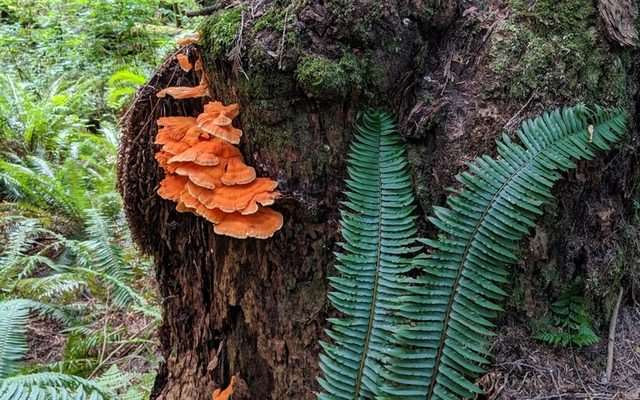 Conifer Chicken of the Woods reference