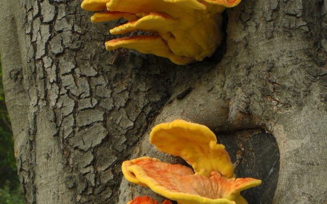 Western Sulphur Shelf reference