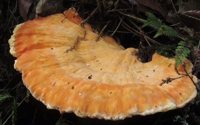 Huronian Chicken Mushroom reference