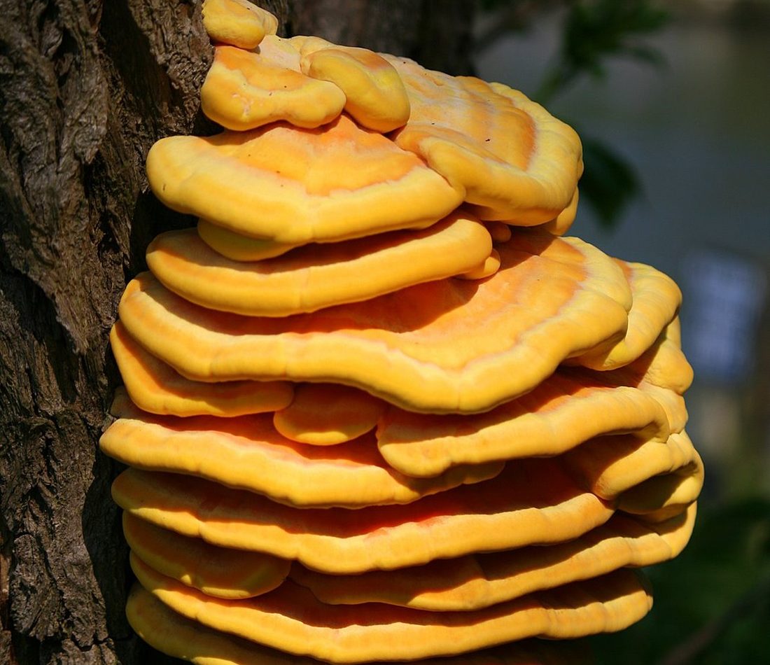 Laetiporus sulphureus reference