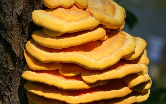 Chicken of the Woods reference